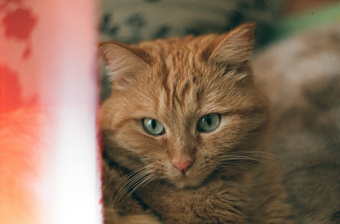 Kotans - My, The photo, Beginning photographer, Zenit-Et, , Film, cat, Catomafia, Helios 44m