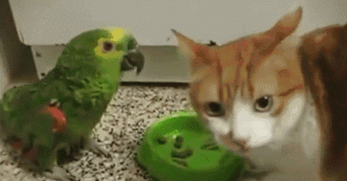 Говорящий кот попугай. Кот и попугай. Кот против попугая. Попугай допрашивает кота. Котенок и попугай.