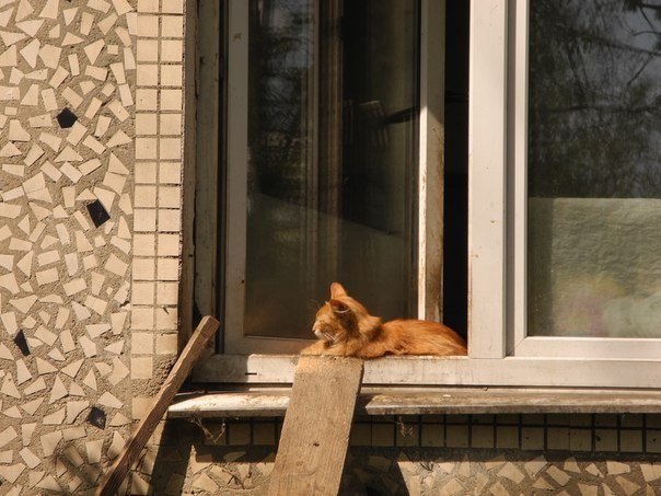 Мимокрокодильи человечьи фото и котик - Моё, Фотография, Длиннопост, Мимокрокодил, Начинающий фотограф