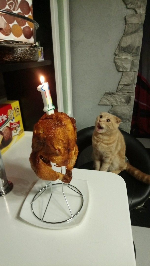 happiness in the eyes :D - cat, Happiness, Food, Hen, Birthday, Milota