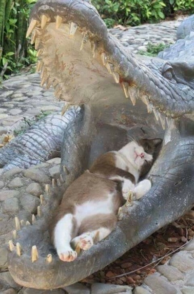 extreme cat - cat, Catomafia, Extreme, Crocodile, Crocodiles