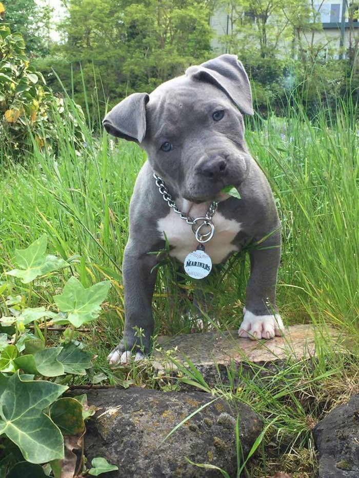 Handsome pit bull - Pitbull, Dog, Animals, Pets, The photo, beauty