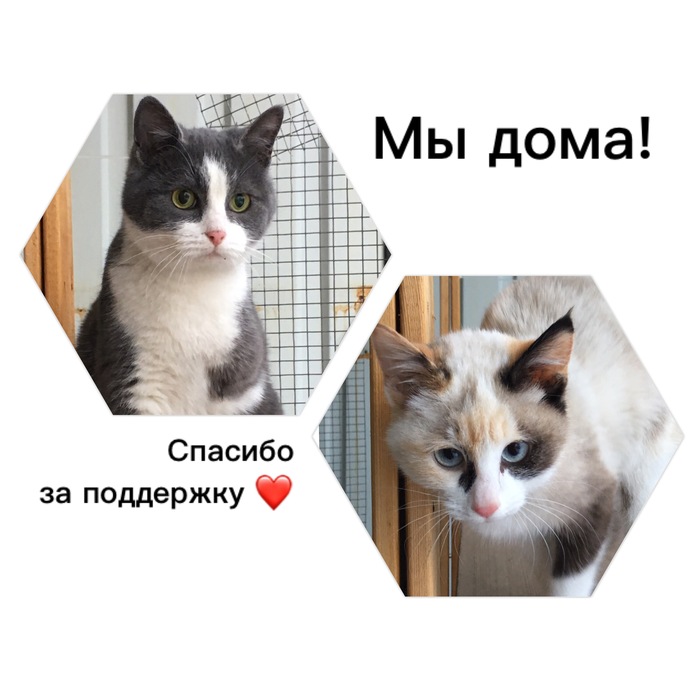 Moment of joy... - Longpost, Almaty, Helping animals, My, Catomafia, cat, Help