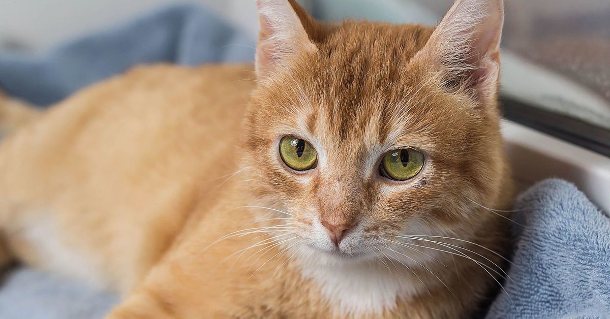 Redhead home. Рыжий кот Самара. Найден рыжий.