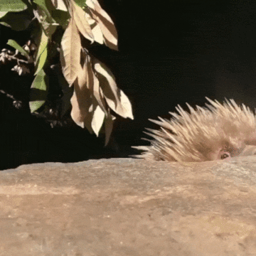 If some had such a good boy, maybe they would not get married ... - Echidna, Language, Length, Needle, Milota, GIF