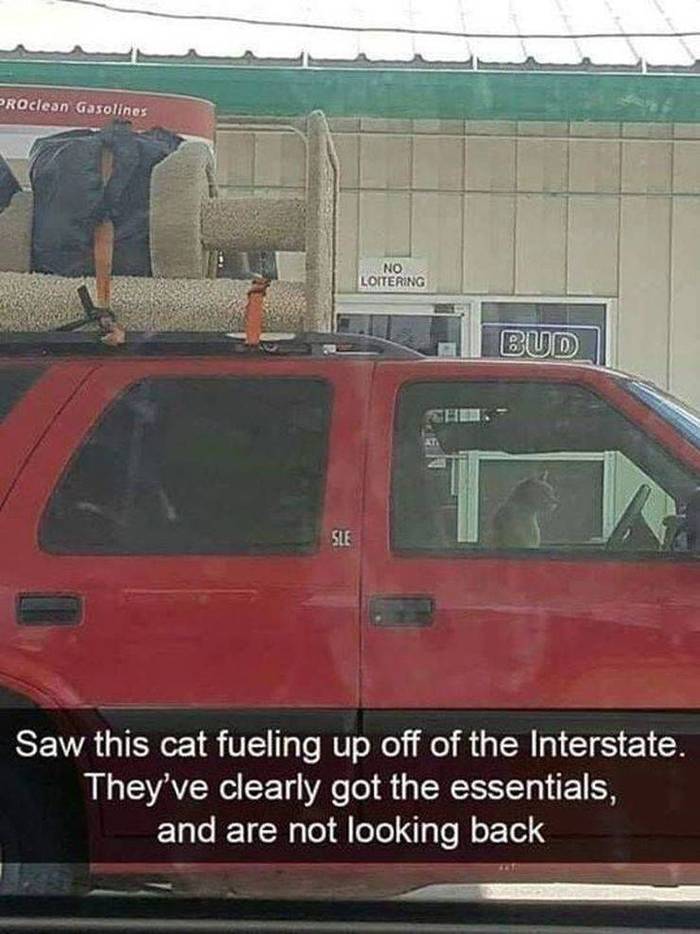 I saw this cat filling the car at the border gas station. They have everything they need and they don't look back. - cat, Catomafia, Where the eyes are looking