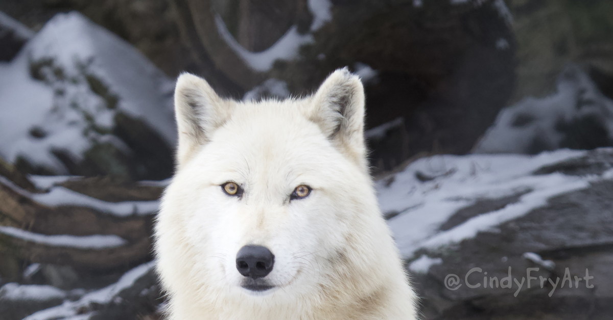 White wolf казань. Кичи белый клык. Волк белый клык. Белый клык фото. Белый клык фото волка.