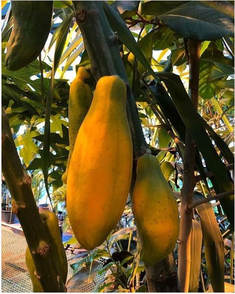 Papaya for tasting was stolen in the Apothecary Garden - Pharmacy, Фрукты, Theft, Garden, Moscow, Botanical Garden, Papaya