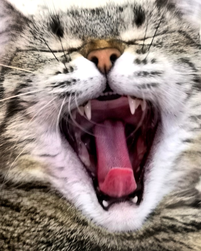 The cat is yawning)) - Yawn, cat, The photo, My