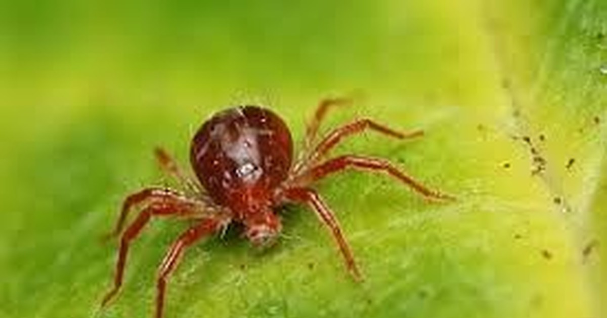 Клещи. Как с ними бороться? | Пикабу