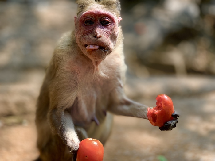 Monkey 2 - Psss guy, India, The photo, Tomatoes, Monkey, My