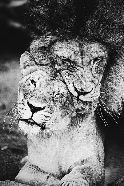 Everything is like people. - cat, Love, , a lion, Lioness, Longpost