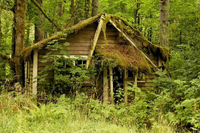 after people - Abandoned, House, Structure, Forest, Tree, Moss, Longpost