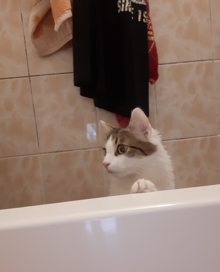 Curiosity is what it is - My, cat, Bathroom