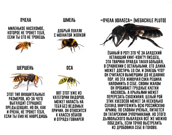 NOT BRO - Hornet, Bees, Bumblebee, , Wasp, Mat, Insects