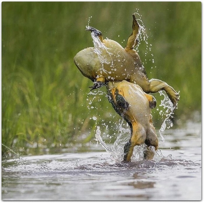 toad deflection - Toad, Fight, With deflection, Water, The photo