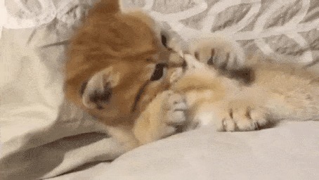Кошкодети