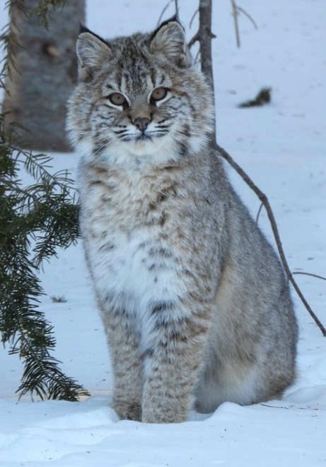 Рысь - Рысь, Bobcat, Кот, Природа