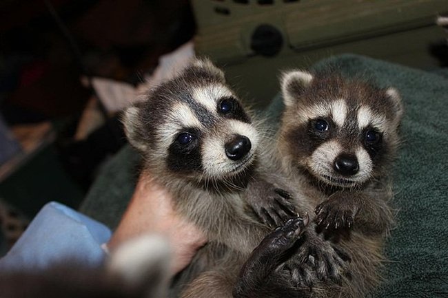 ������� - ������