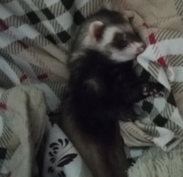 When you have a good dream - Dream, My, Ferret