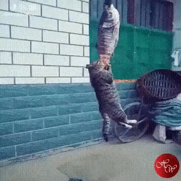 - ,    , .