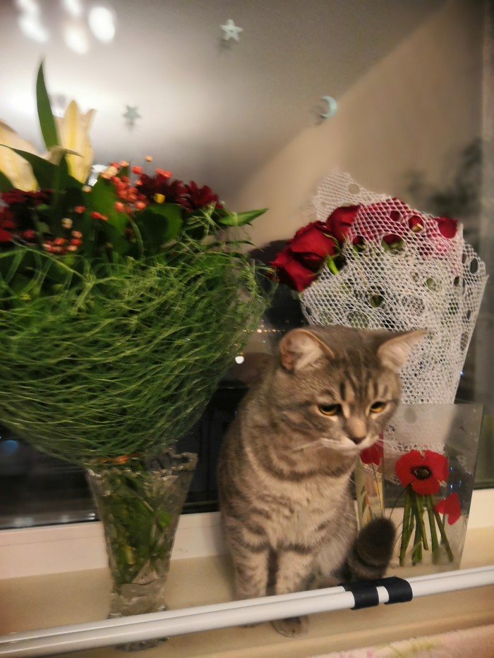 Congratulations on March 8 from Tikhon - My, cat, Pets