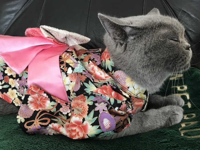 Cat in kimono - cat, Outfit, Haiku, Pets, Tank