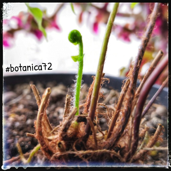 Микрофото ботаническое