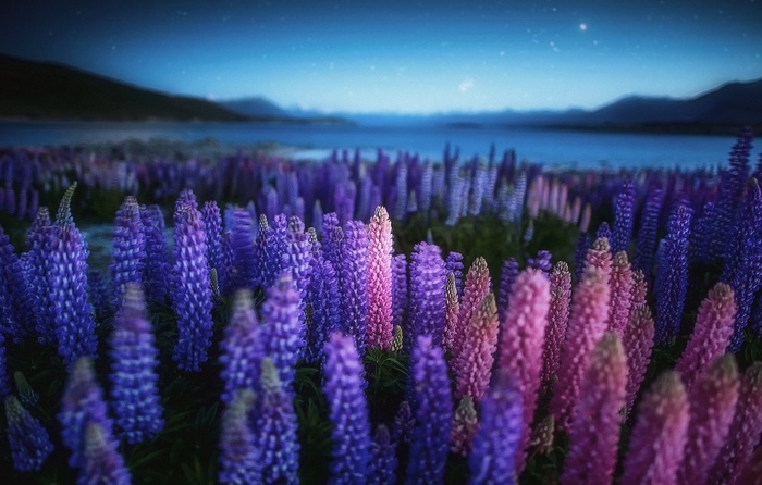Lupine grows in silence - My, Poems, Creation, Flowers, Acrostic, Lupine