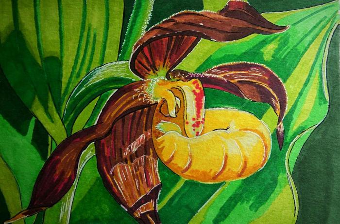 lady's slipper - My, Drawing, Alcohol markers, lady's slipper, Longpost, Stages, Marker, Orchids, Flowers