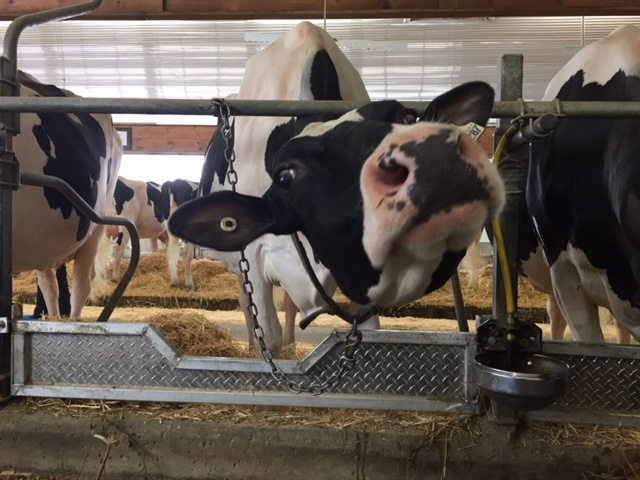 Curious cows. - My, Cow, Farm, Funny animals, Animal behavior, Video, Pets