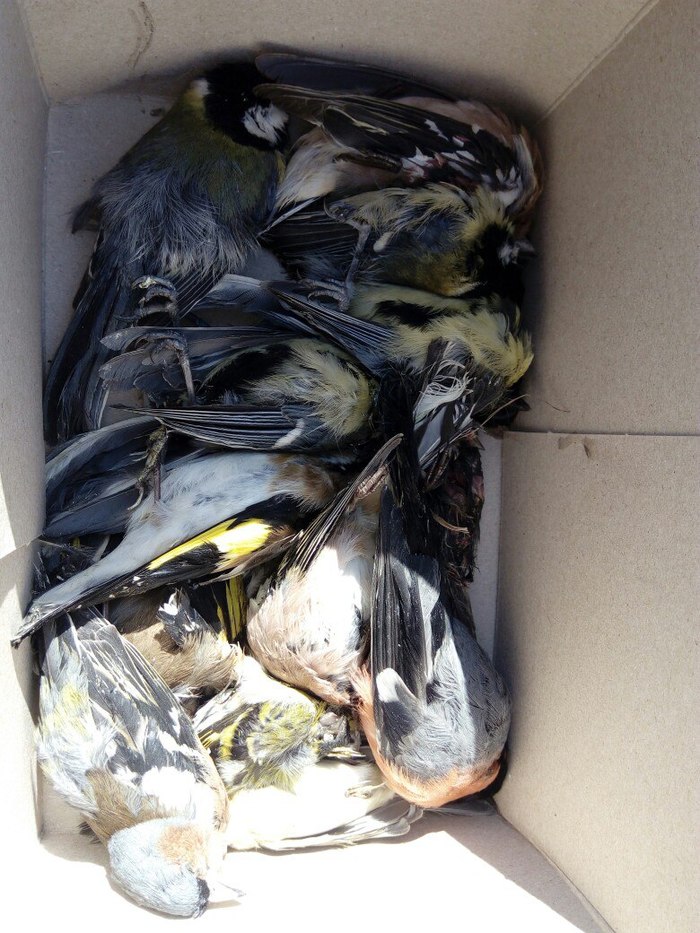 1553196898168657104 можно ли ловить лесных птиц