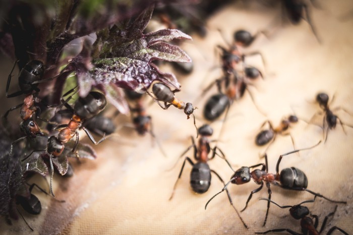 Ants :) - My, Macro, Macro photography, Ants, Dacha, Garden, Summer