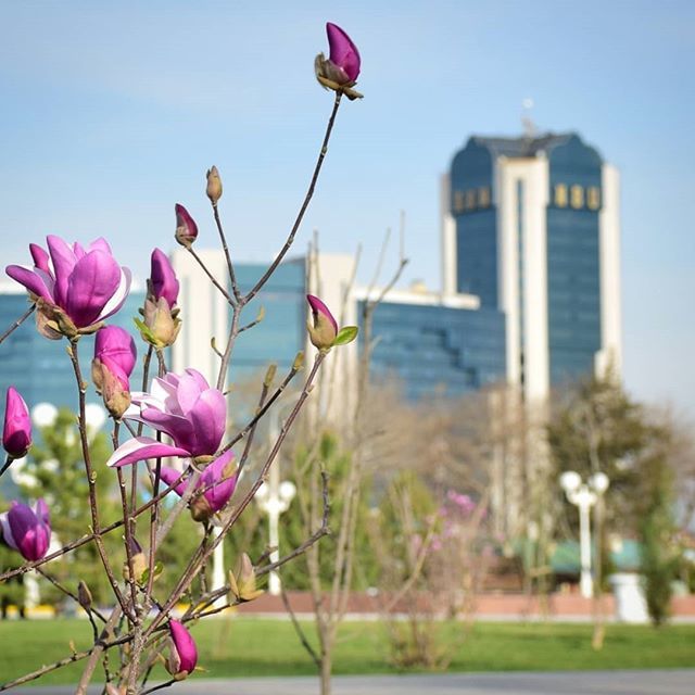 Bread city in spring - Tashkent, Spring, The photo, Flowers, Town, Longpost