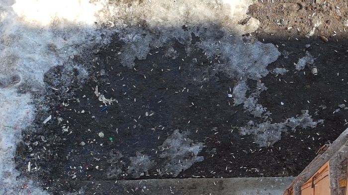 It's not maggots crawled out ... cigarette butts melted. - My, Disgusting, Tyumen, Cigarette butts