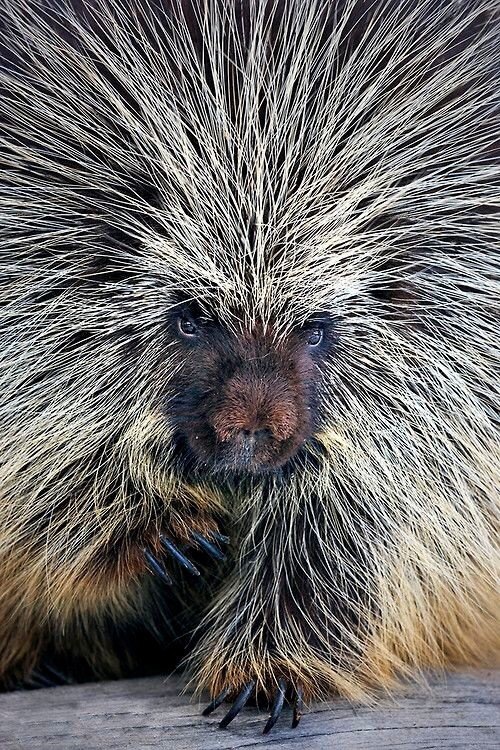 Do not make me angry - Don't get angry, Porcupine