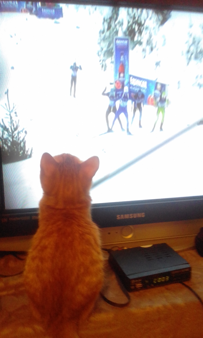 The cat is a fan. - My, cat, Болельщики, Pet, Longpost, Pets