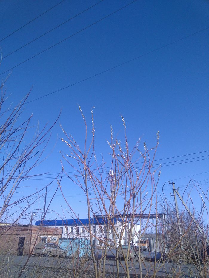 Willow blossoms - My, Novosibirsk, Spring, Pussy willow