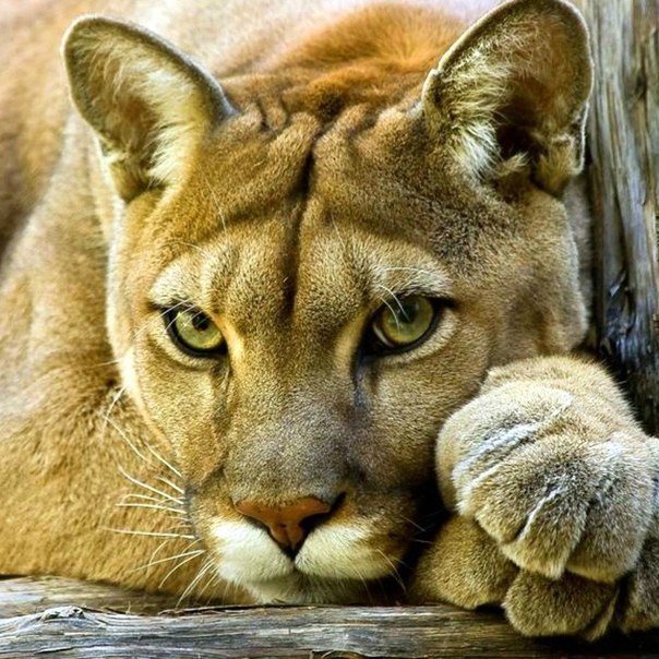 Big cats)) - cat, Cats!, Big cats, Wild animals, Longpost, Tiger, Panther, beauty