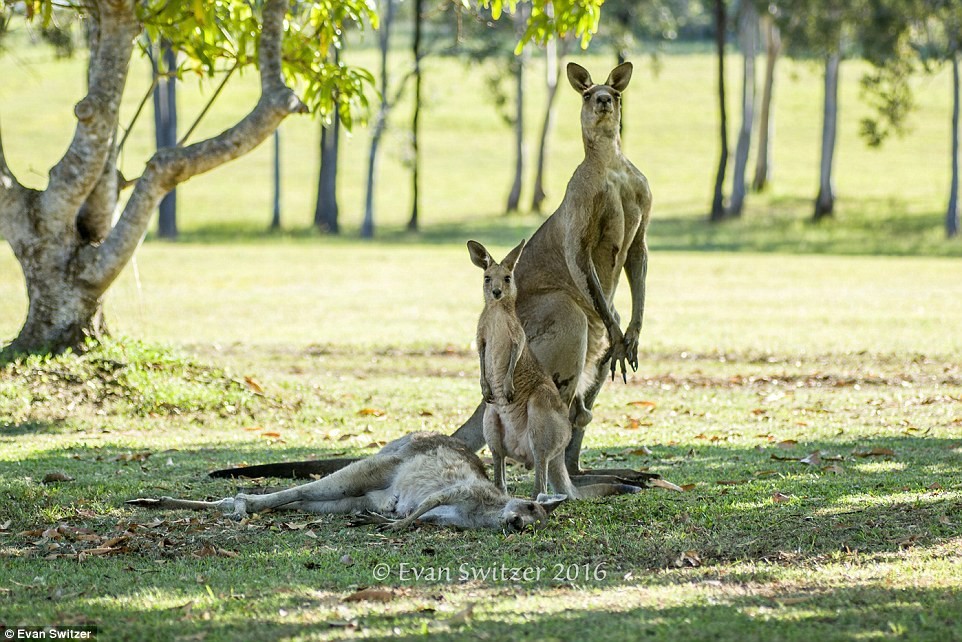 Last hug: dying mother kangaroo says goodbye to her cub - My, Animals, Kangaroo, Touched, Longpost