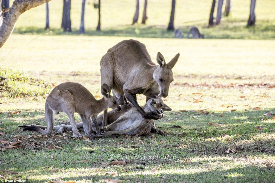 Last hug: dying mother kangaroo says goodbye to her cub - My, Animals, Kangaroo, Touched, Longpost