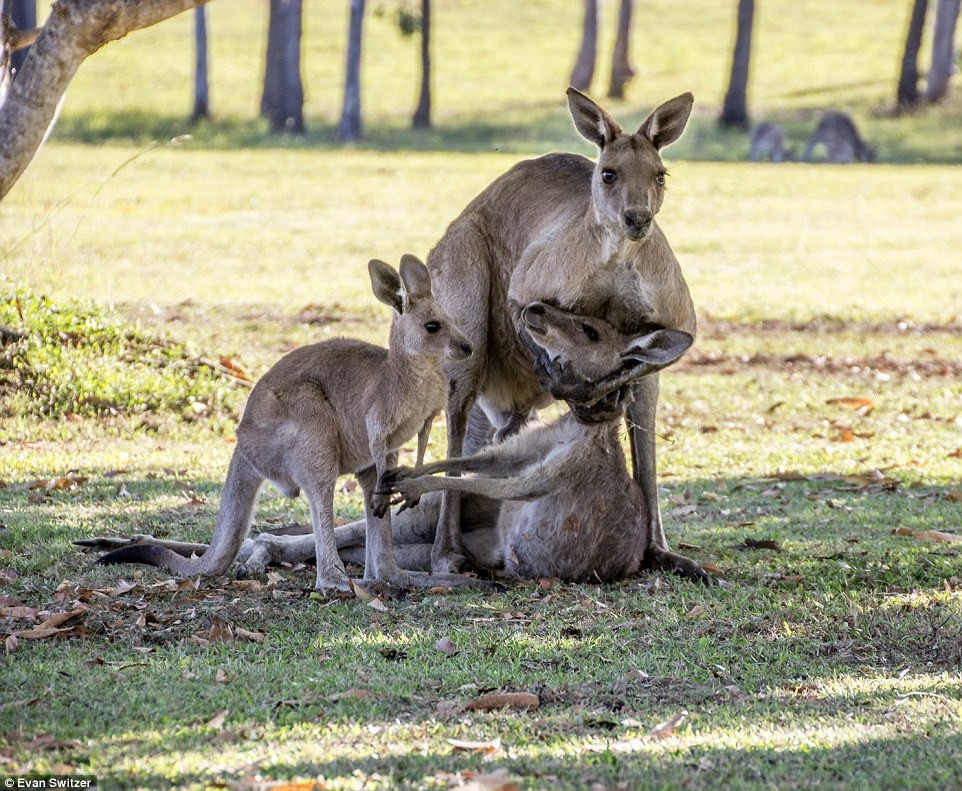 Last hug: dying mother kangaroo says goodbye to her cub - My, Animals, Kangaroo, Touched, Longpost