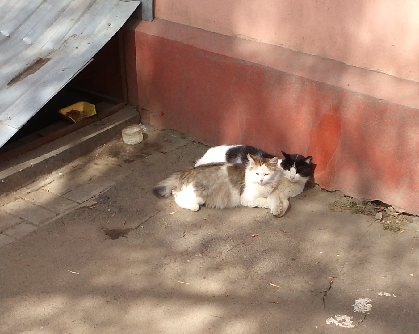 Nice couple - My, cat, Animals, Wild animals, Milota, cat house, Pair, friendship, Hugs