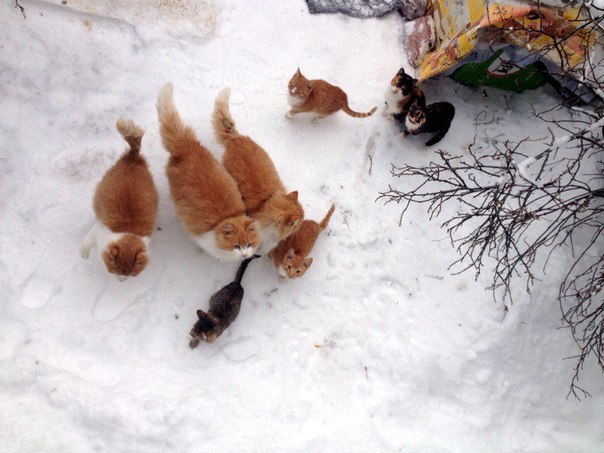 More than 30 gorgeous cats are homeless. The power of Peekaboo, I call you! Let's help the cats find a home. - Help, Saint Petersburg, cat, Longpost