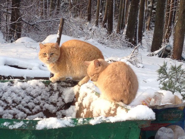 More than 30 gorgeous cats are homeless. The power of Peekaboo, I call you! Let's help the cats find a home. - Help, Saint Petersburg, cat, Longpost