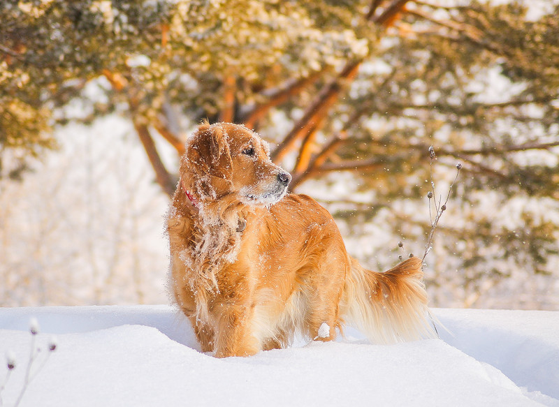 Sun, snow and gold! - My, Dog, The sun, Winter, Snow, Siberia