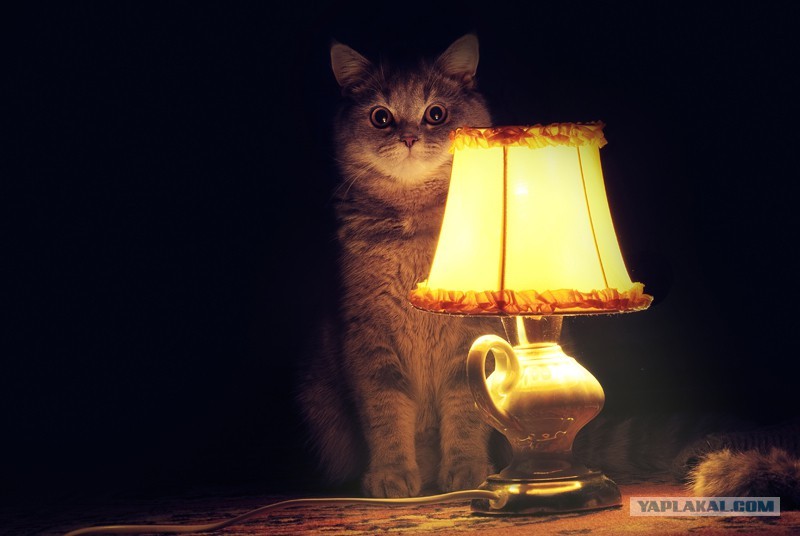 I am a self-relative ... I will try to be brief ... - My, Male-born, Chelyabinsk, Cat with lamp