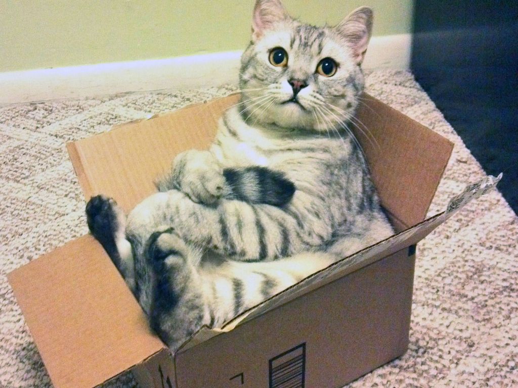 Кажется я раскрыл секрет почему кошки любят залезать в коробки! | Пикабу