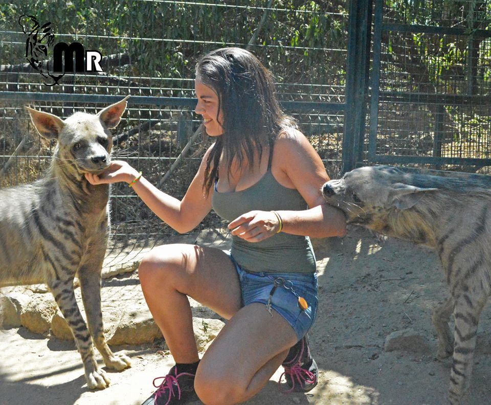 The jealous hyena is trying very hard to attract attention)) - Hyena, Animals, Mammals, Hunter, Hunger, Equanimity