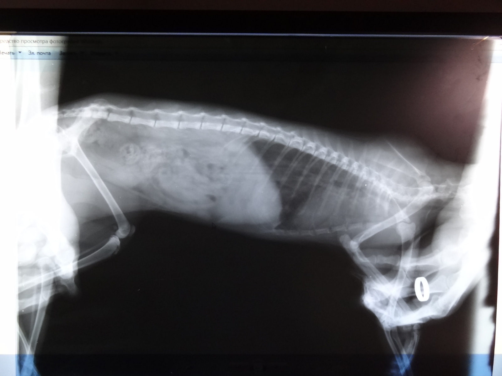 Бронхиальная астма у кошек рентген
